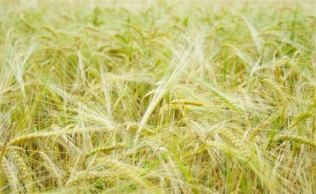 simsearch:400-05355620,k - Ripened spikes of wheat field Fotografie stock - Microstock e Abbonamento, Codice: 400-05336987