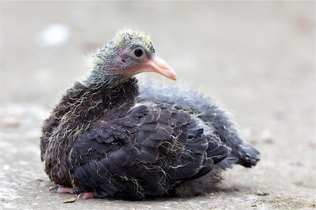 elephant mouth open - feed the baby pigeons Stock Photo - Budget Royalty-Free & Subscription, Code: 400-05337012