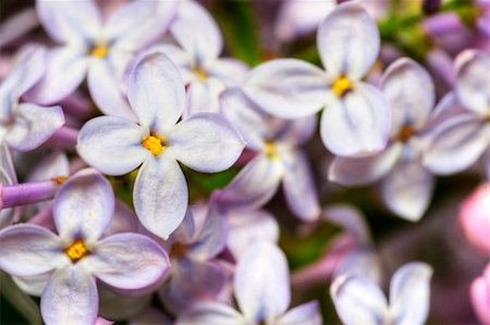 simsearch:6102-03749129,k - Beautiful and simple purple lilac flowers growing in the yard. Stock Photo - Budget Royalty-Free & Subscription, Code: 400-05337030