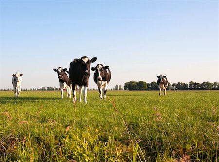 dutch cow pictures - Dutch cows in the meadow Foto de stock - Super Valor sin royalties y Suscripción, Código: 400-05337243