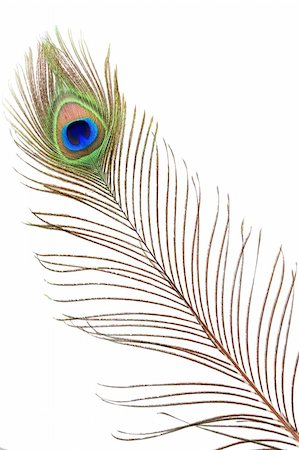 feather isolated - Detail of peacock feather eye on white background Stock Photo - Budget Royalty-Free & Subscription, Code: 400-05337254