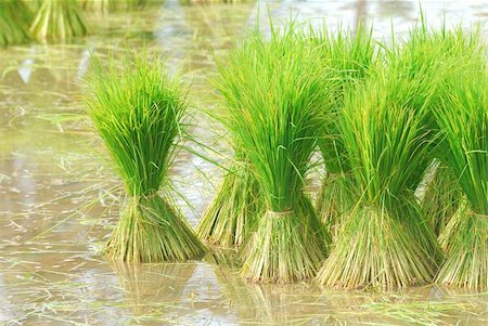 Thai rice field Stock Photo - Budget Royalty-Free & Subscription, Code: 400-05337366