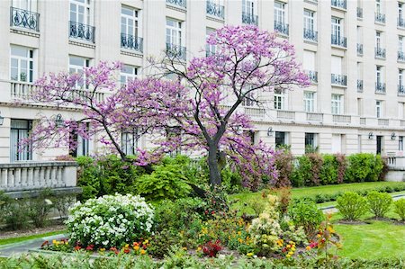 Spring In Paris, Garden blooming tree with tulips Stock Photo - Budget Royalty-Free & Subscription, Code: 400-05337370