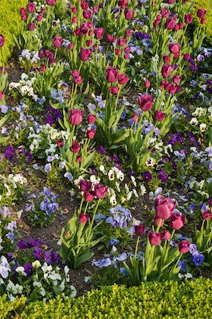 Well-groomed spring garden. Claret tulips Foto de stock - Super Valor sin royalties y Suscripción, Código: 400-05337373