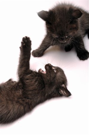 simsearch:400-07250068,k - close-up portrait of two black kittens playing together Photographie de stock - Aubaine LD & Abonnement, Code: 400-05337448