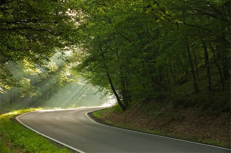 sunset tree with car - On the road in forest in the morning Stock Photo - Budget Royalty-Free & Subscription, Code: 400-05337600