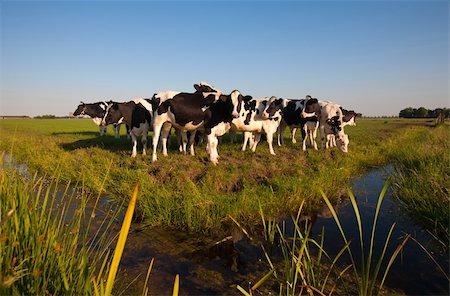simsearch:400-07676838,k - Dutch cows in the meadow Stock Photo - Budget Royalty-Free & Subscription, Code: 400-05337601