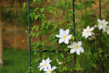 simsearch:400-07676525,k - Clematis Stock Photo - Budget Royalty-Free & Subscription, Code: 400-05337613