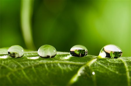 simsearch:400-04212257,k - water drop on fresh green leaf with blurred background Stock Photo - Budget Royalty-Free & Subscription, Code: 400-05337622