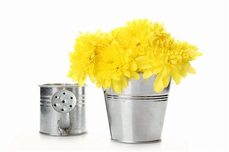 sunny_baby (artist) - Yellow chrysanthemums in a bucket in the colors of card with the text "love. " Isolated Foto de stock - Royalty-Free Super Valor e Assinatura, Número: 400-05337763