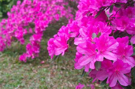 raywoo (artist) - Group of azalea flowers blooming in the garden Fotografie stock - Microstock e Abbonamento, Codice: 400-05338155