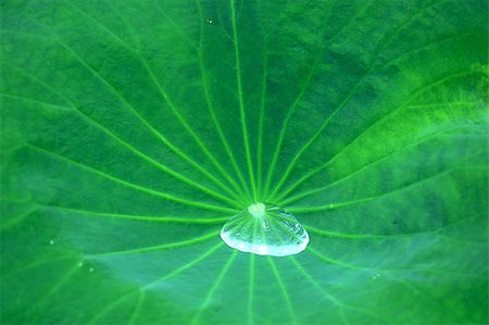 raywoo (artist) - Water drop on the green lotus leaf Fotografie stock - Microstock e Abbonamento, Codice: 400-05338150