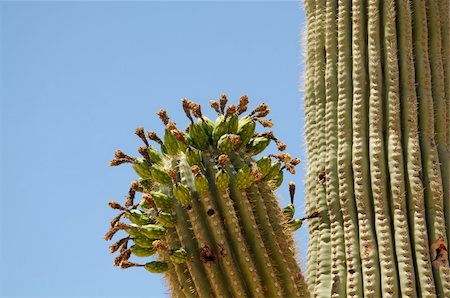 sonora - Drying out Saguaro cactus buds cereus giganteus Stockbilder - Microstock & Abonnement, Bildnummer: 400-05338224