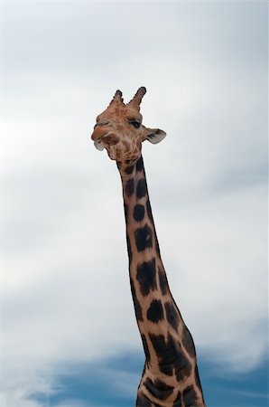 simsearch:400-08628372,k - Shot of giraffe with long neck and blue sky Foto de stock - Super Valor sin royalties y Suscripción, Código: 400-05338253
