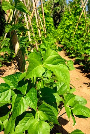 paolikphoto (artist) - Bean plants under blue sky Stock Photo - Budget Royalty-Free & Subscription, Code: 400-05338391