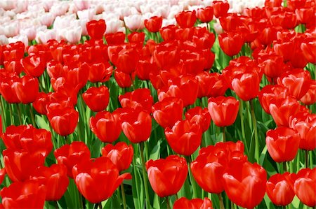 colorful background of red and creamy tulips Stock Photo - Budget Royalty-Free & Subscription, Code: 400-05338486