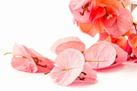 simsearch:400-07427493,k - Beautiful Bougainvillea flowers on a white background Foto de stock - Royalty-Free Super Valor e Assinatura, Número: 400-05338684