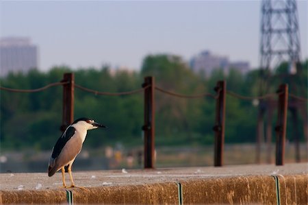 Black crowned night heron (nycticorax nycticorax) at Montrose Beach, Chicago during sunset. Stock Photo - Budget Royalty-Free & Subscription, Code: 400-05338714