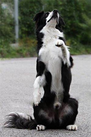 White and black border collie begging for food on his back legs Stock Photo - Budget Royalty-Free & Subscription, Code: 400-05338768