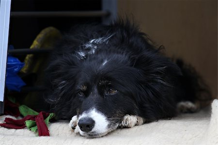 Sad and tired border collie in car box Stock Photo - Budget Royalty-Free & Subscription, Code: 400-05338763