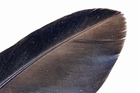 Very detailed macro of a crow's feather with barbs and barbules clearly visible, oil on feather refracts spectrum on part of it. Photographie de stock - Aubaine LD & Abonnement, Code: 400-05338884