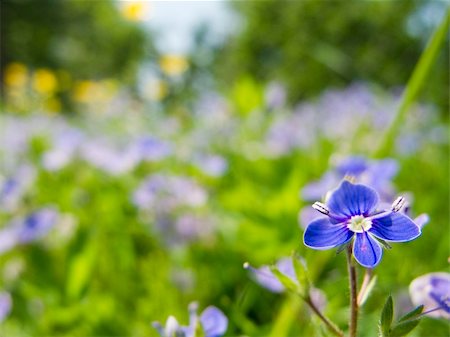 simsearch:400-04867397,k - blue flower, Germander Speedwell, Bird's-eye Speedwell, Veronica chamaedrys, on a meadow Fotografie stock - Microstock e Abbonamento, Codice: 400-05338916