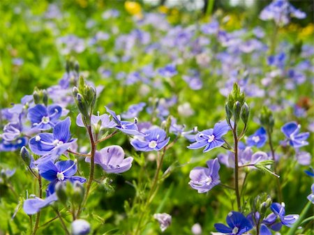 simsearch:400-04867397,k - blue flower, Germander Speedwell, Bird's-eye Speedwell, Veronica chamaedrys, on a meadow Fotografie stock - Microstock e Abbonamento, Codice: 400-05338917