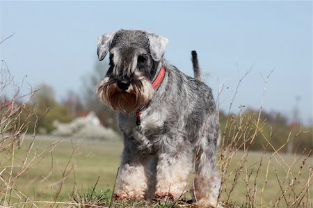 schauhund - miniature schnauzer in the park during sunny day Stockbilder - Microstock & Abonnement, Bildnummer: 400-05339088