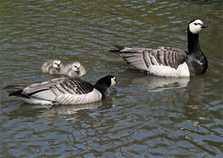 Barnacle Geese and goslings Stockbilder - Microstock & Abonnement, Bildnummer: 400-05339181