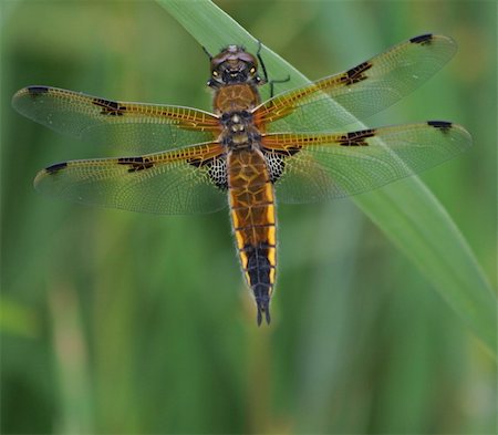 rhallam (artist) - Four-Spotted Chaser Dragonfly Stock Photo - Budget Royalty-Free & Subscription, Code: 400-05339192