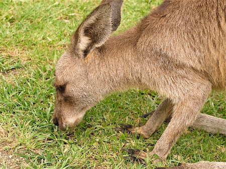 simsearch:400-08038286,k - kangaroo eating on a meadow in australia, half portrait Stockbilder - Microstock & Abonnement, Bildnummer: 400-05339397