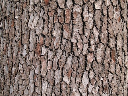 Close-up of bark on a tree trunk. Photographie de stock - Aubaine LD & Abonnement, Code: 400-05330062