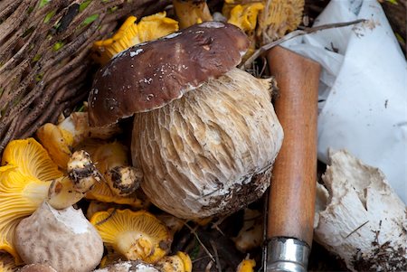 simsearch:659-02212220,k - Basket of Mushrooms with Boletus and a Knife Photographie de stock - Aubaine LD & Abonnement, Code: 400-05330083