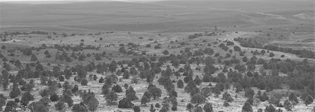 strotter13 (artist) - A photograph of a desert forest, in black and white. Photographie de stock - Aubaine LD & Abonnement, Code: 400-05330160