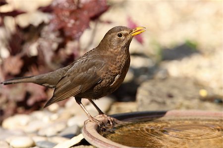 Portrait of a Blackbird Fotografie stock - Microstock e Abbonamento, Codice: 400-05330199