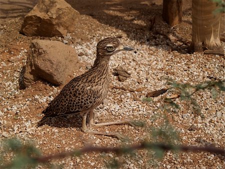 A spotted bush thick-knee or bush stone-curlew sunning in the sand. Stock Photo - Budget Royalty-Free & Subscription, Code: 400-05330193