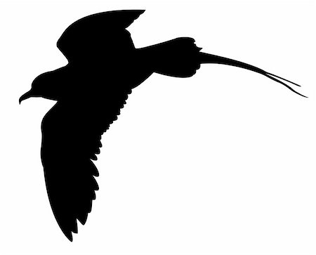 petrel - vector silhouette of the sea bird on white background Stock Photo - Budget Royalty-Free & Subscription, Code: 400-05330281