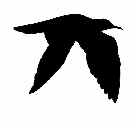 petrel - vector silhouette of the sea bird on white background Foto de stock - Super Valor sin royalties y Suscripción, Código: 400-05330282