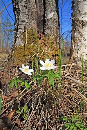 simsearch:400-04035571,k - snowdrops in wood Stock Photo - Budget Royalty-Free & Subscription, Code: 400-05330307