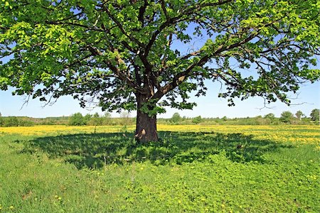 oak on field Stock Photo - Budget Royalty-Free & Subscription, Code: 400-05330571