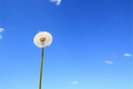 dandelion Stock Photo - Budget Royalty-Free & Subscription, Code: 400-05330884