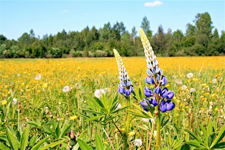 lupines on yellow field Stock Photo - Budget Royalty-Free & Subscription, Code: 400-05331053