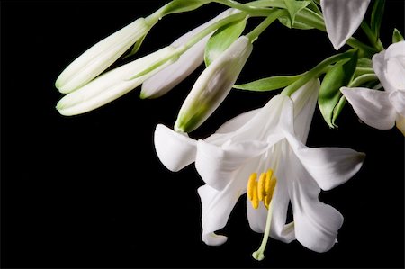 easter lily background - lily on black Stock Photo - Budget Royalty-Free & Subscription, Code: 400-05331382