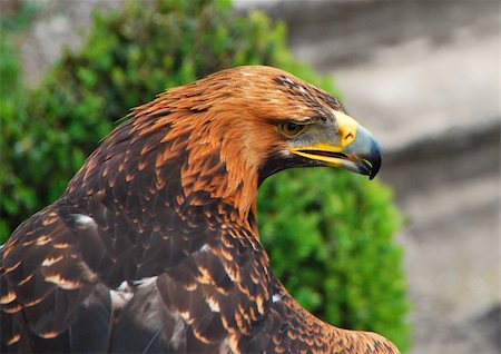 simsearch:400-04893924,k - eagle, bird is looking for food,sharp beak, beautiful feathers Photographie de stock - Aubaine LD & Abonnement, Code: 400-05331426