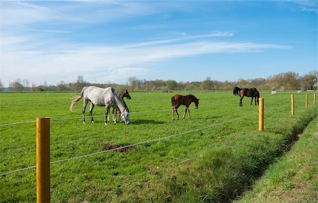 horses grazing and enjoying the sun on a meadow Stock Photo - Budget Royalty-Free & Subscription, Code: 400-05331421