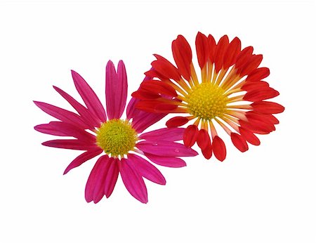 ellion (artist) - Red daisy,two flowers white isolated Stockbilder - Microstock & Abonnement, Bildnummer: 400-05331547