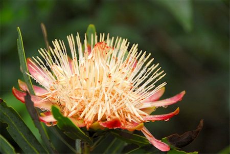 protea - King Protea, part of the Fynbos family, in full bloom Fotografie stock - Microstock e Abbonamento, Codice: 400-05331771