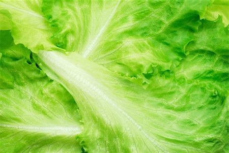 Close-up of fresh lettuce leaves Stock Photo - Budget Royalty-Free & Subscription, Code: 400-05331803