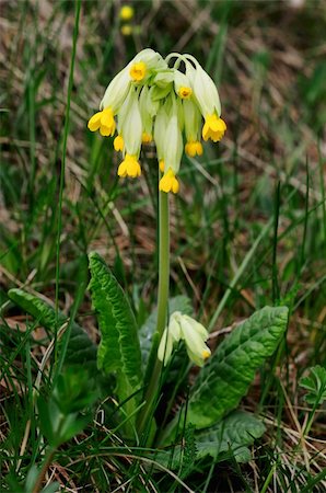 simsearch:400-08333816,k - Blossom a primula veris on a meadow Photographie de stock - Aubaine LD & Abonnement, Code: 400-05331829