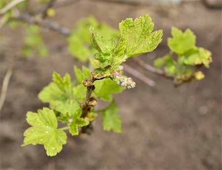Photo of a branch of a currant Stock Photo - Budget Royalty-Free & Subscription, Code: 400-05331881